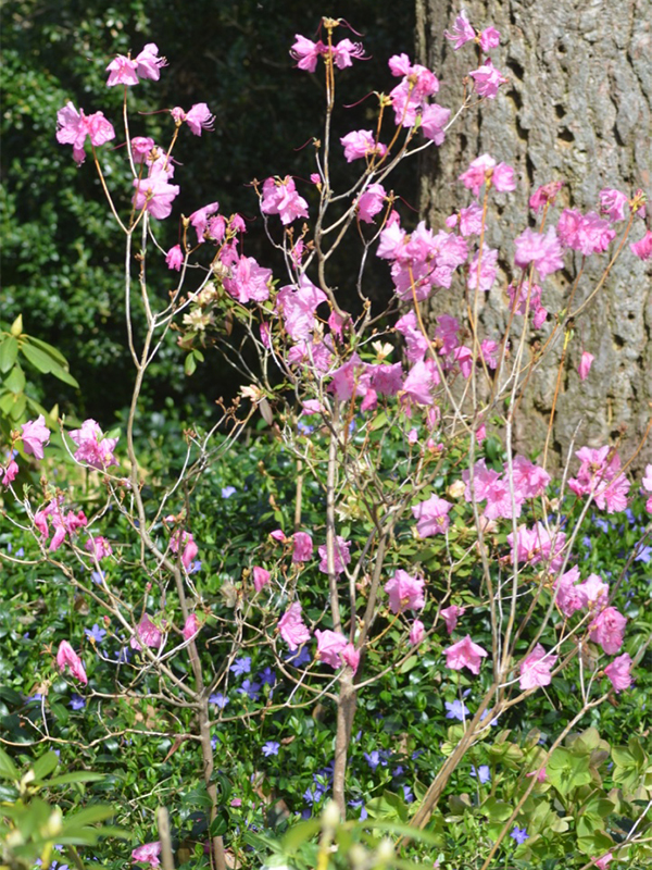Rhododendron-mucronulatum-Cornell-Pink frm.jpg